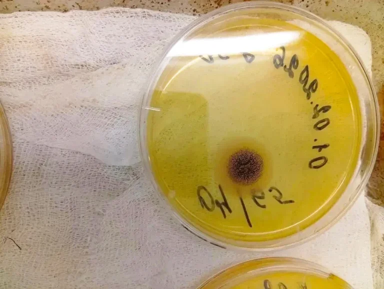 Порча пищевых продуктов дрожжами и плесенями